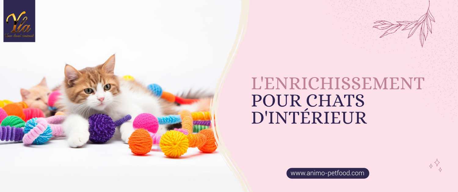 creez-un-environnement-enrichissant-pour-votre-chat-d-interieur